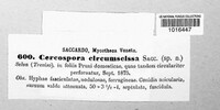 Pruniphilomyces circumscissus image